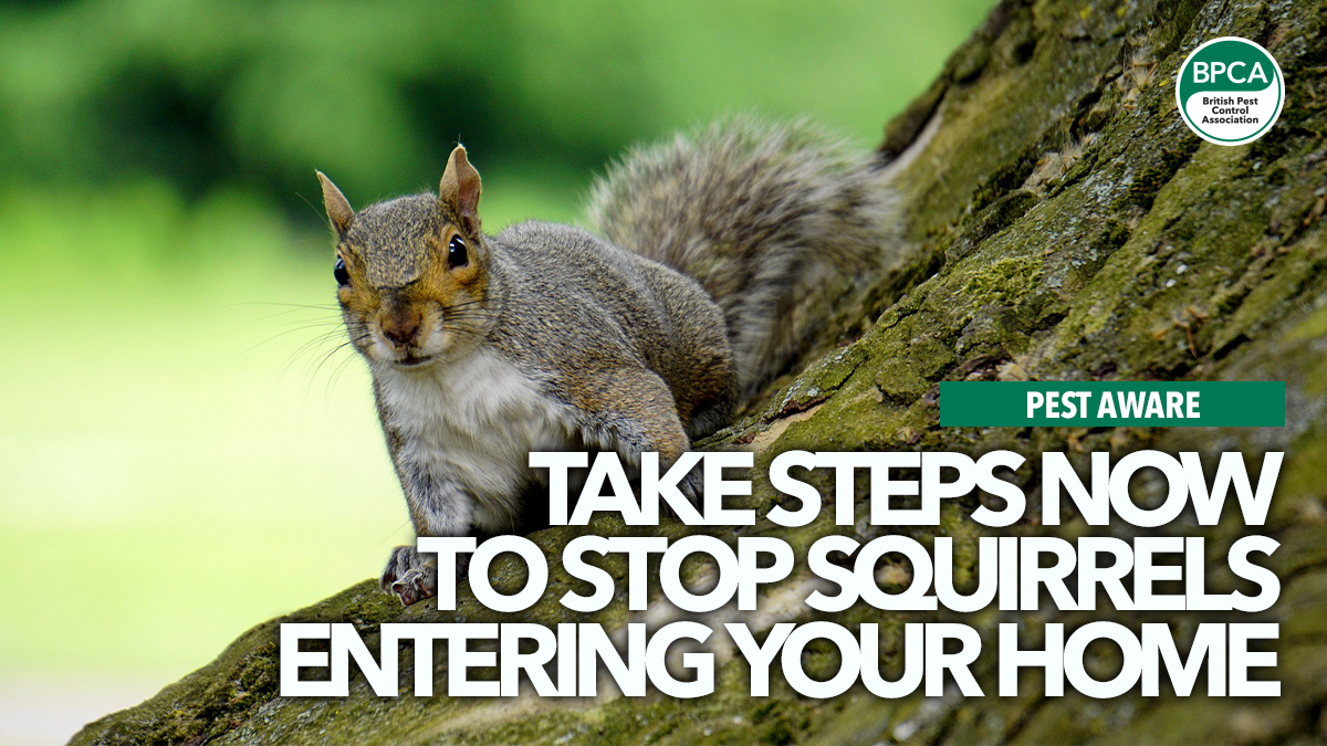 take-steps-to-stop-squirrels